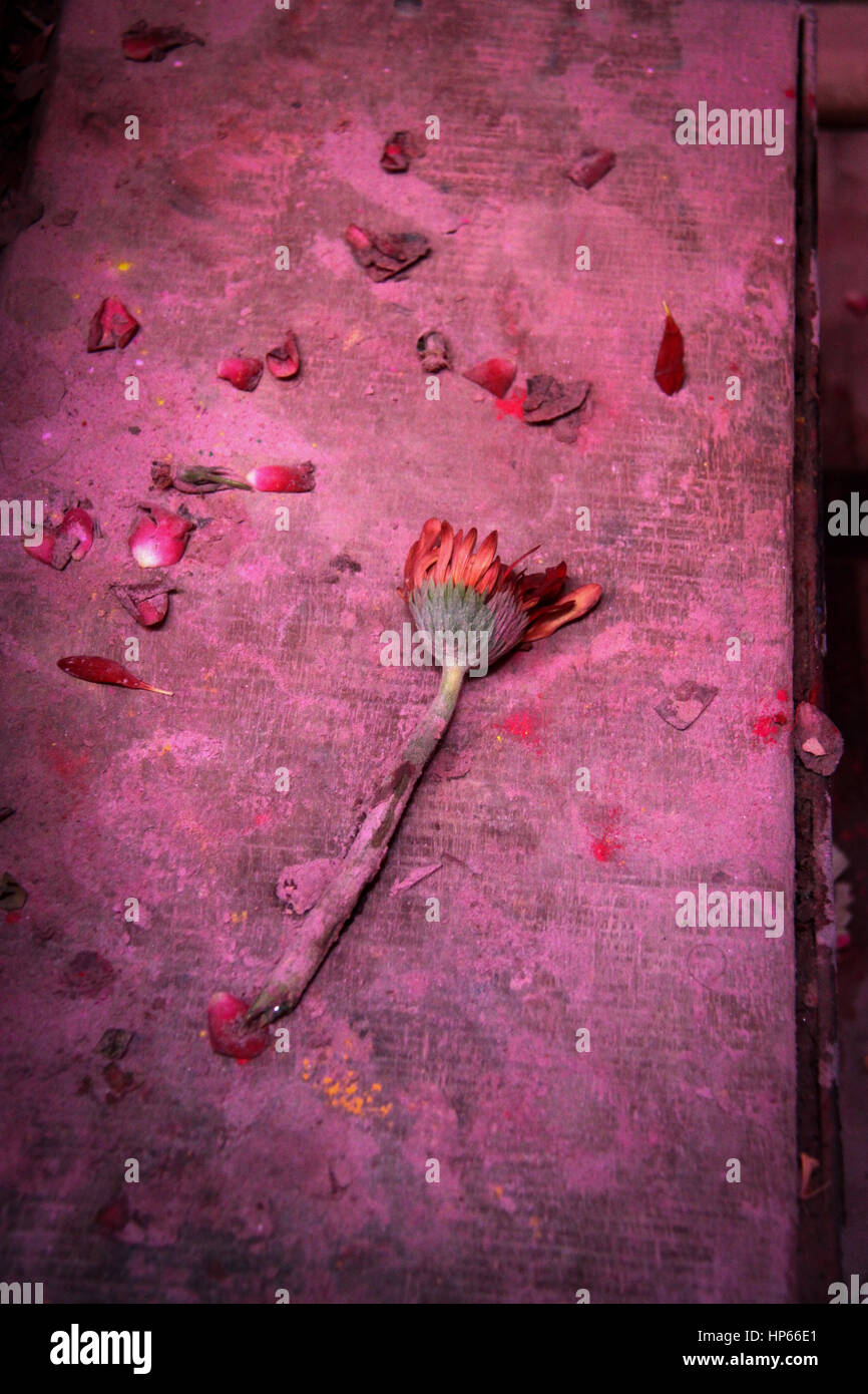 Flower in banke bihari temple during Holi celebrations in Vrindavan, India Stock Photo