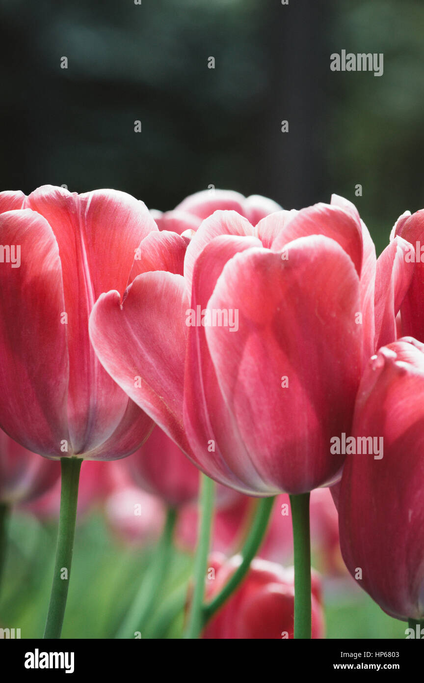 Spring petal pink tulip in the garden Stock Photo