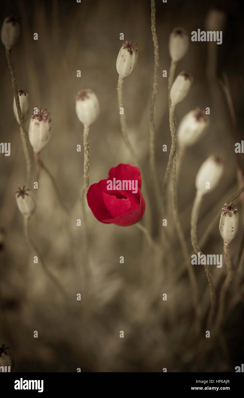 Images of poppies close hi-res stock photography and images - Alamy
