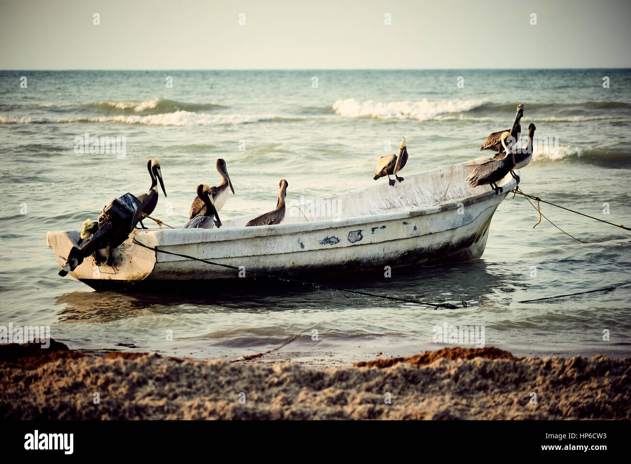A group of pelicans on a small fishing boat, at sunset in Progreso, Yucatan, Mexico. Stock Photo