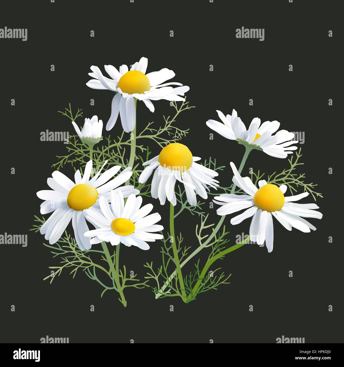 Chamomile Herbs Matricaria chamomilla, an aromatic wild flower