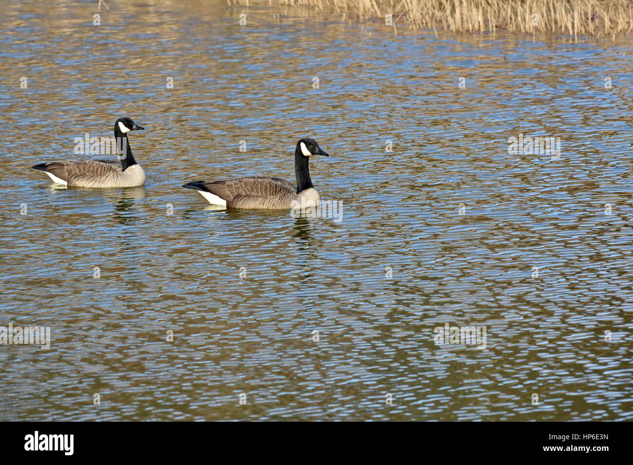 Two Canadian geese (Branta canadensis) in the wild Stock Photo