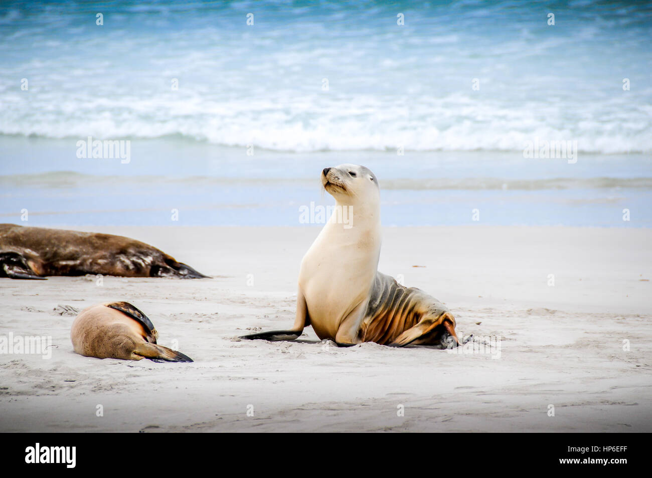 Navy Seals High Resolution Stock Photography and Images Alamy