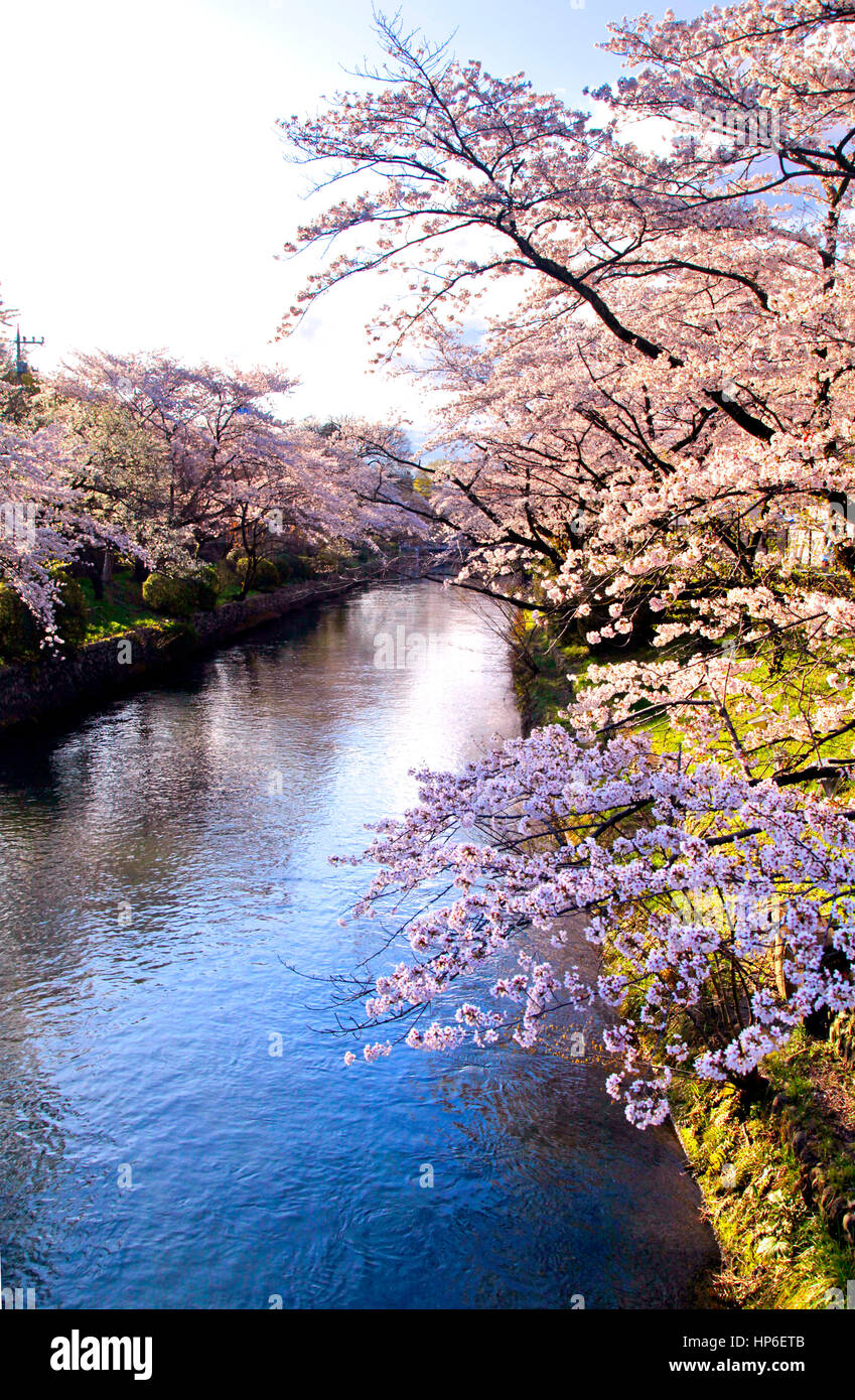 Cherry Blossoms over Tamagawa Josui Aqueduct in Hamura city Tokyo Japan