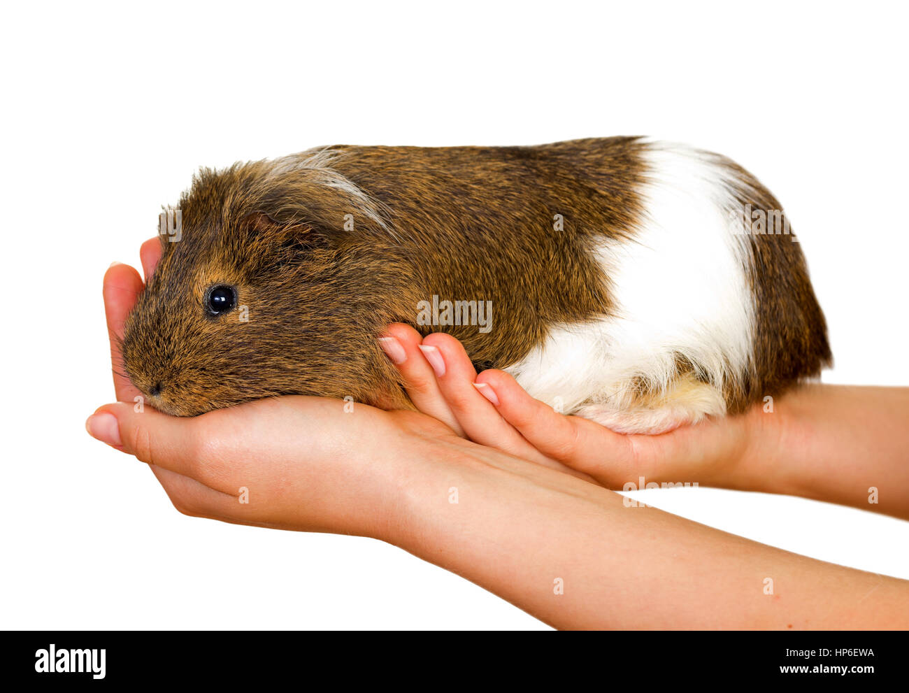 Picture of a female hand holding a guinea pig Stock Photo Alamy
