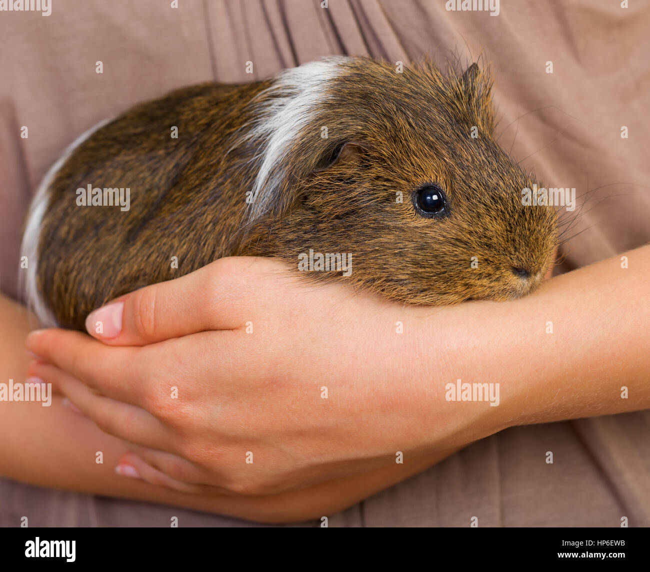 Picture of a female hand holding a guinea pig Stock Photo Alamy