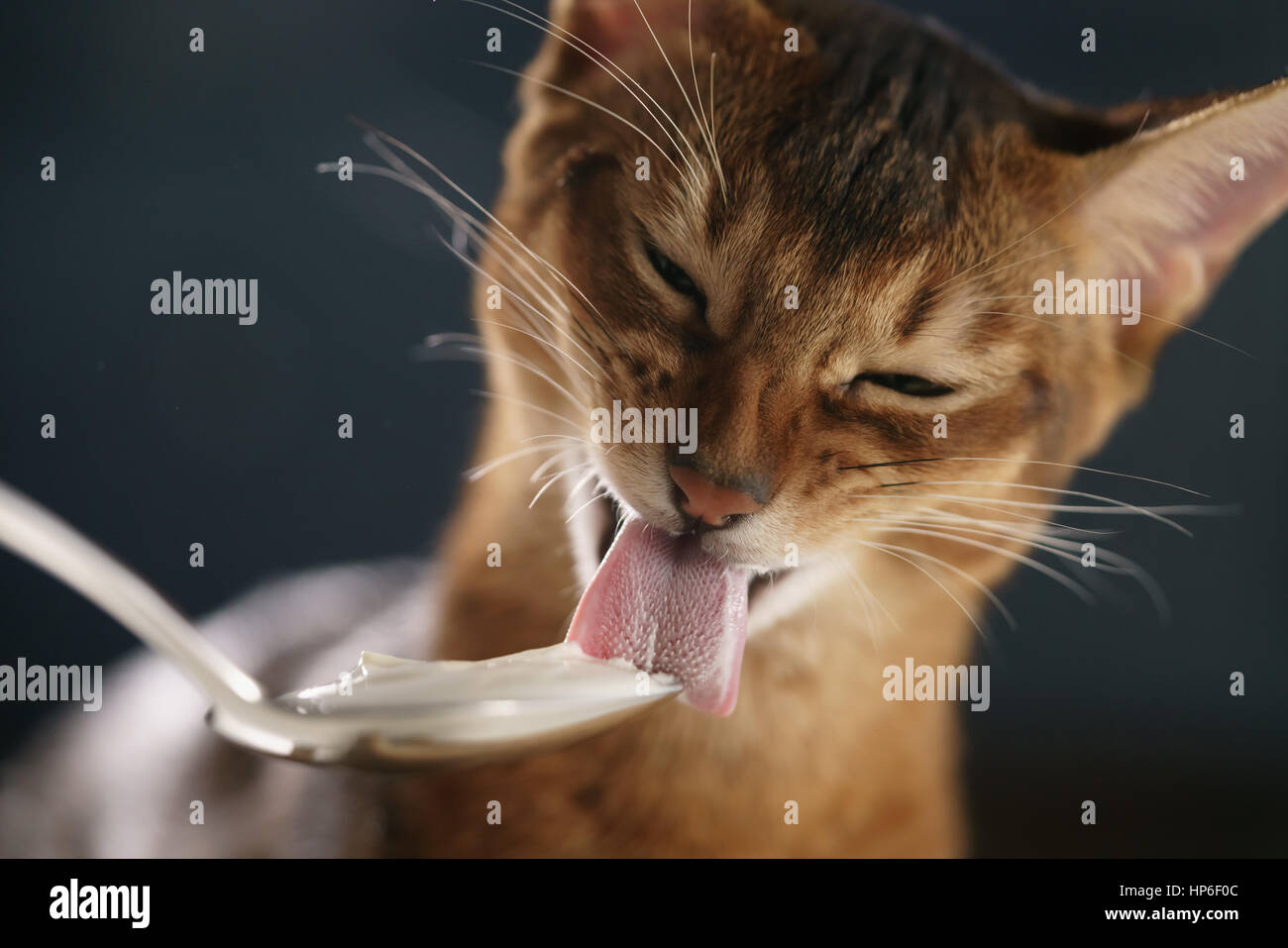 abyssinian kitten eat yogurt from silver spoon, closeup photo Stock