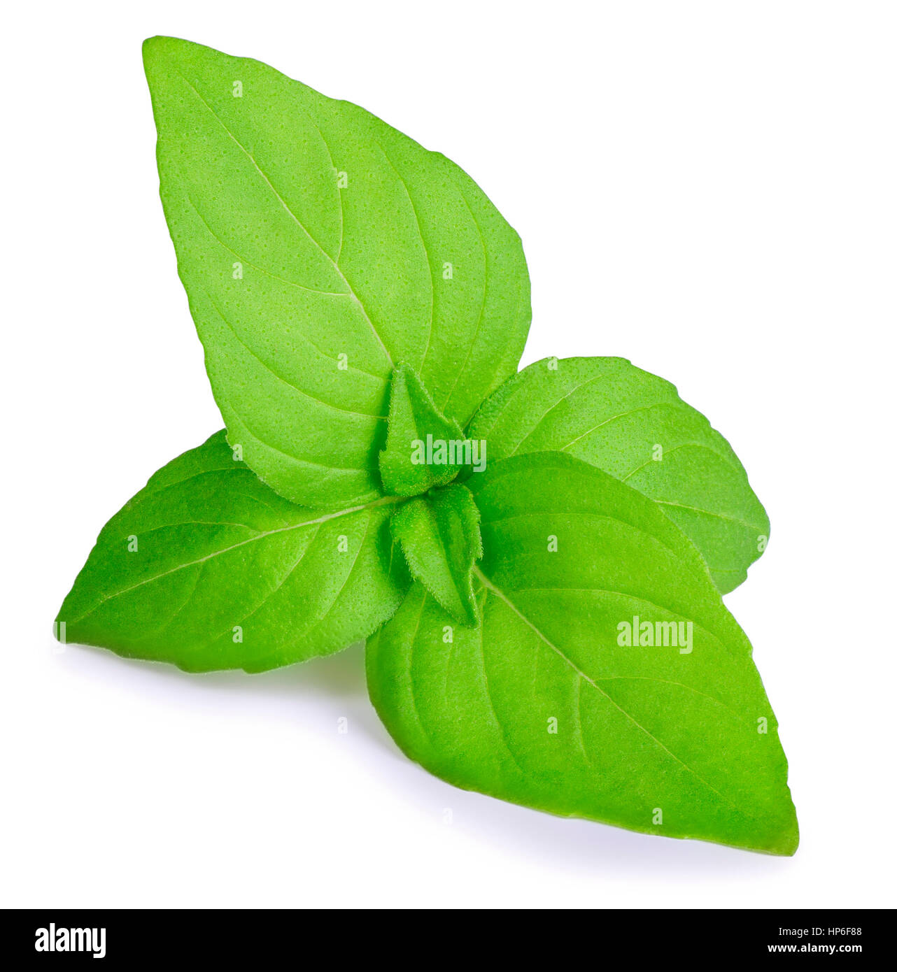 Basil top hi-res stock photography and images - Alamy