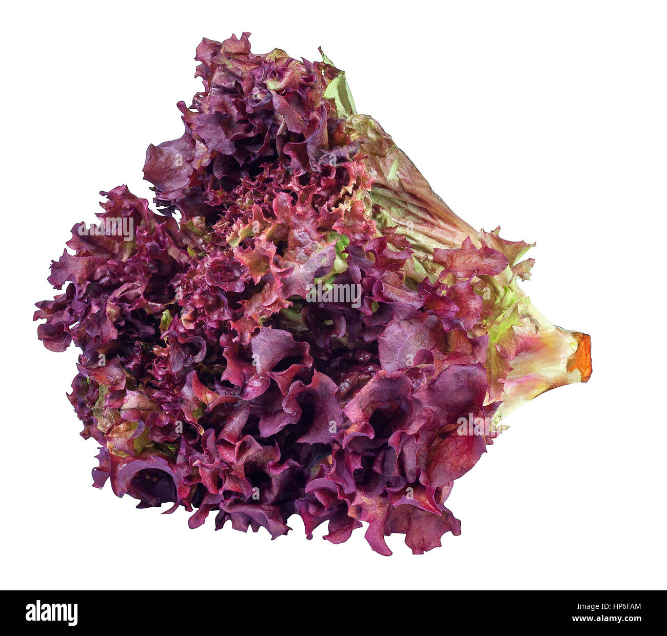 Types Of Purple Lettuce