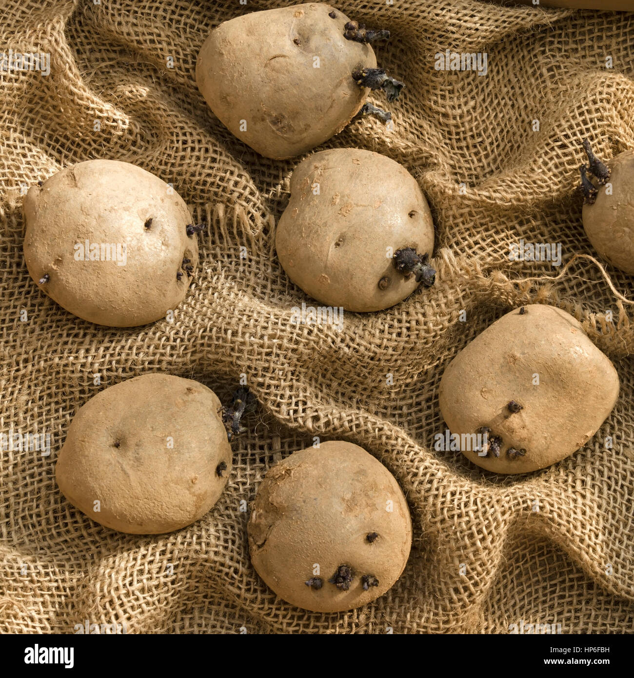 Vegetative Propagation In Potato