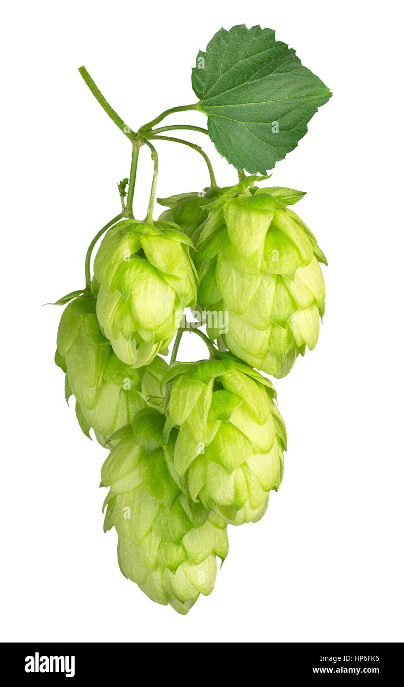 twig of hop isolated on white background. Beer hops ingredient. Branch