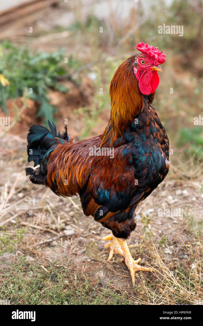 2017 Chinese New Year Of The Cock Rooster Symbol Of Year Colorful 2017-chinese-new-year-of-the-cock-rooster-symbol-of-year-colorful