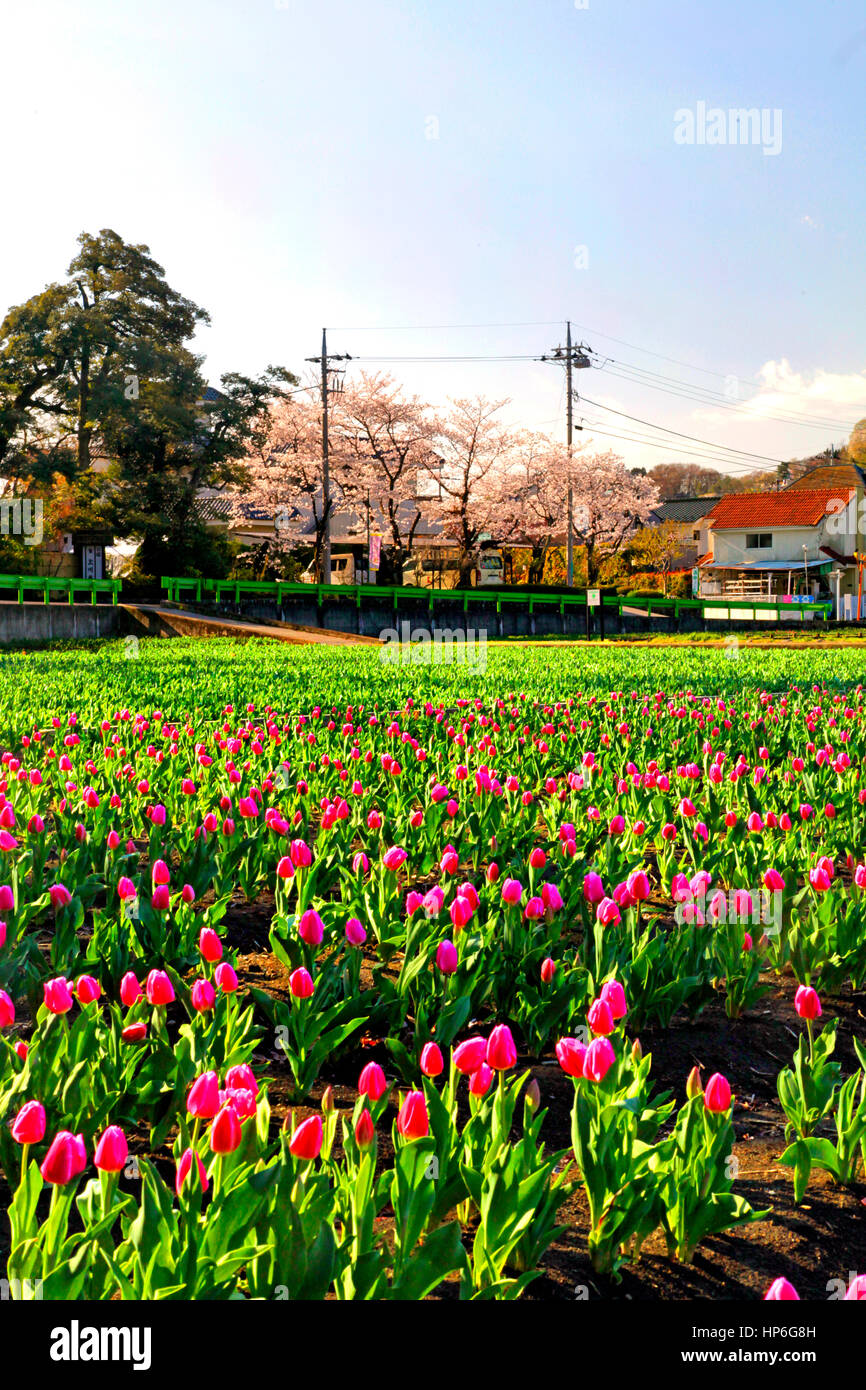 Tulip Field at Negaraminae-Suiden in Hamura city Tokyo Japan Tulip Field at Negaraminae-Suiden in Hamura city Tokyo Japan
