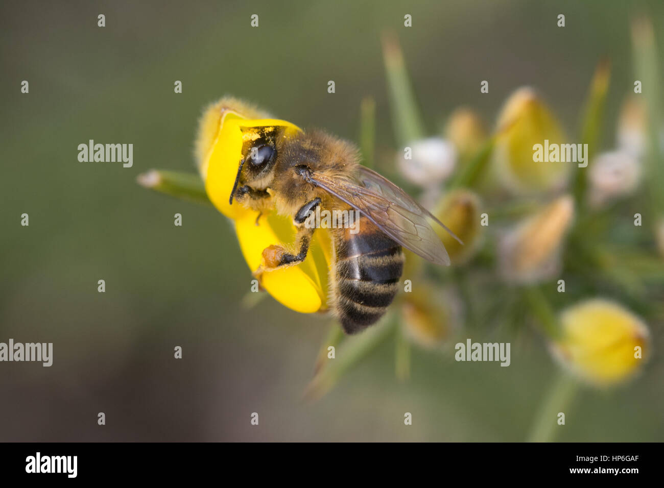 Close-up of honey bee on gorse flower, UK Stock Photo