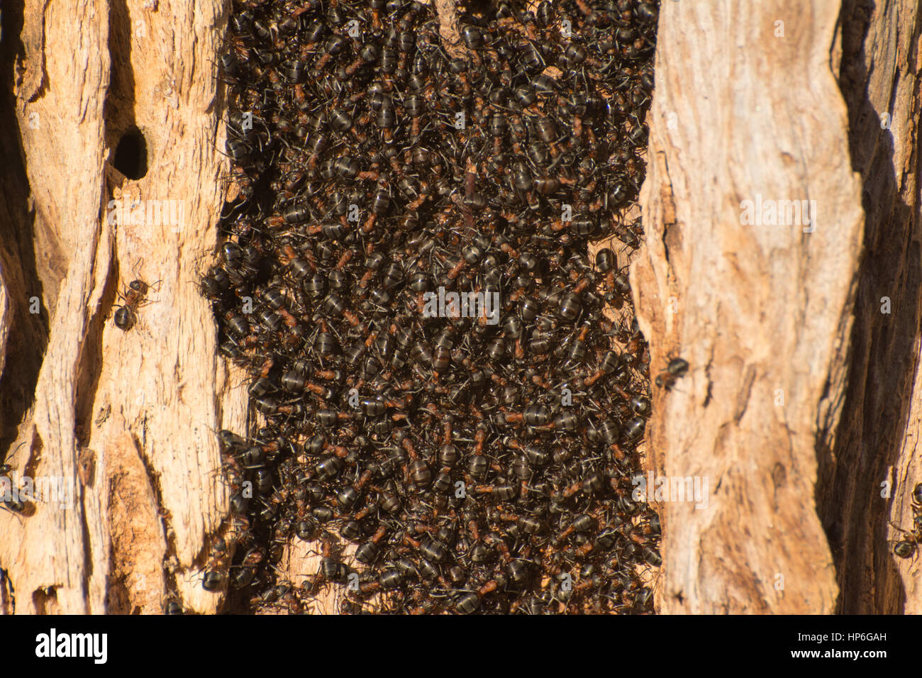 Wood ant (Formica rufa) colony on dead tree trunk Stock Photo Alamy