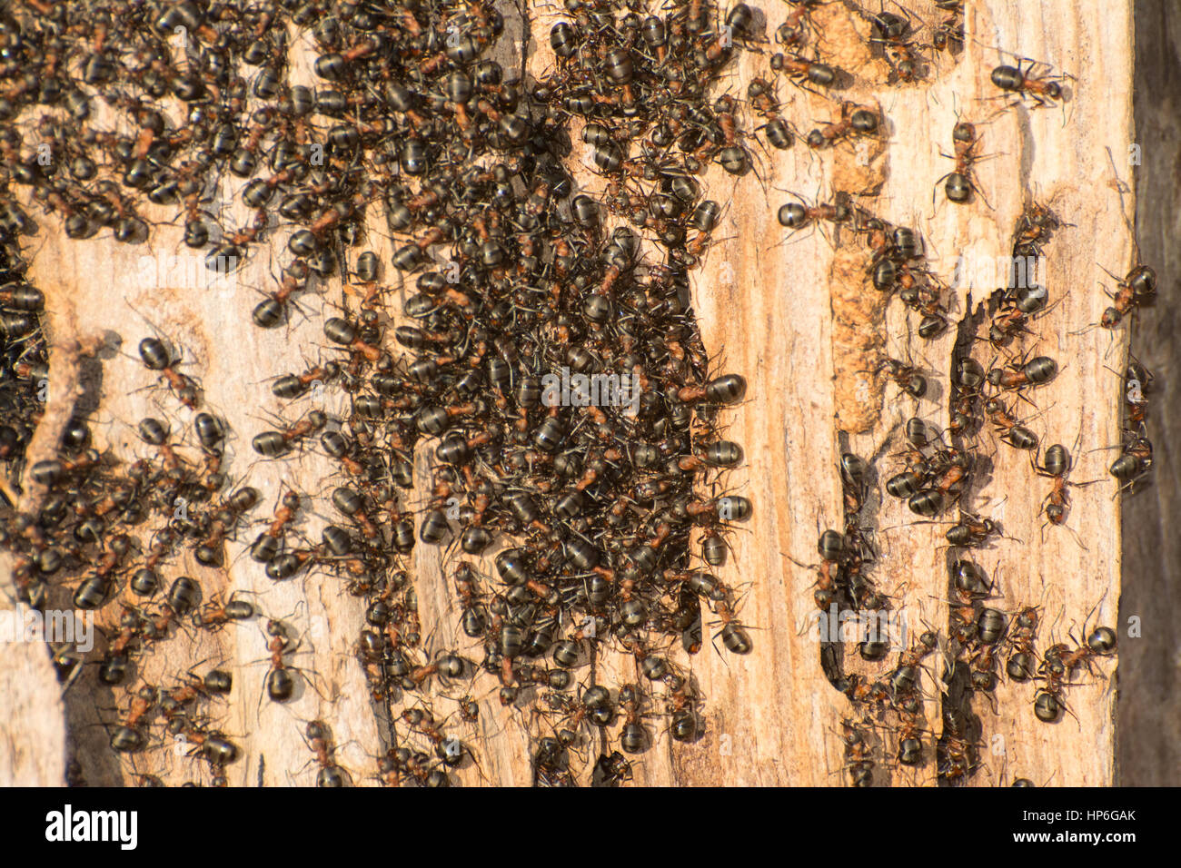 Wood ant (Formica rufa) colony on dead tree trunk Stock Photo