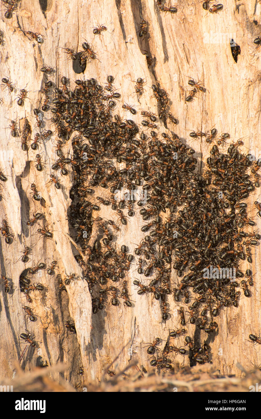 Wood ant (Formica rufa) colony on dead tree trunk Stock Photo