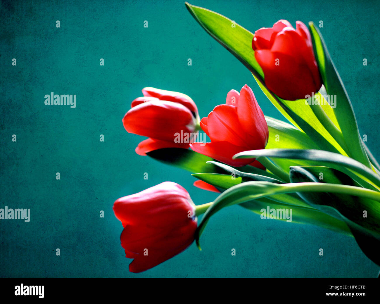Featured image of post Background Red Tulips Wallpaper Free red tulips wallpapers for mobile x