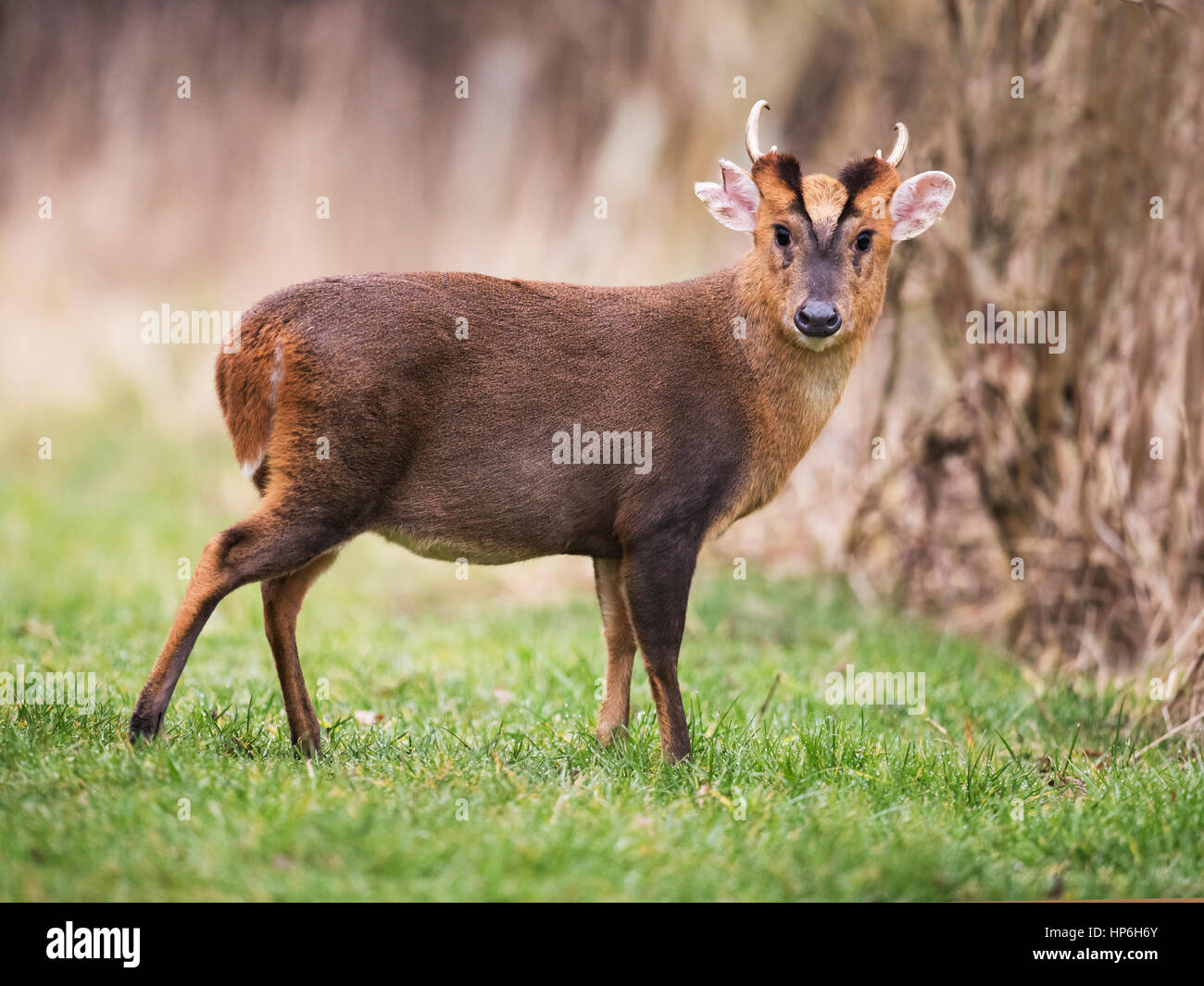 Muntjac Buck Deer Uk Hi Res Stock Photography And Images Alamy