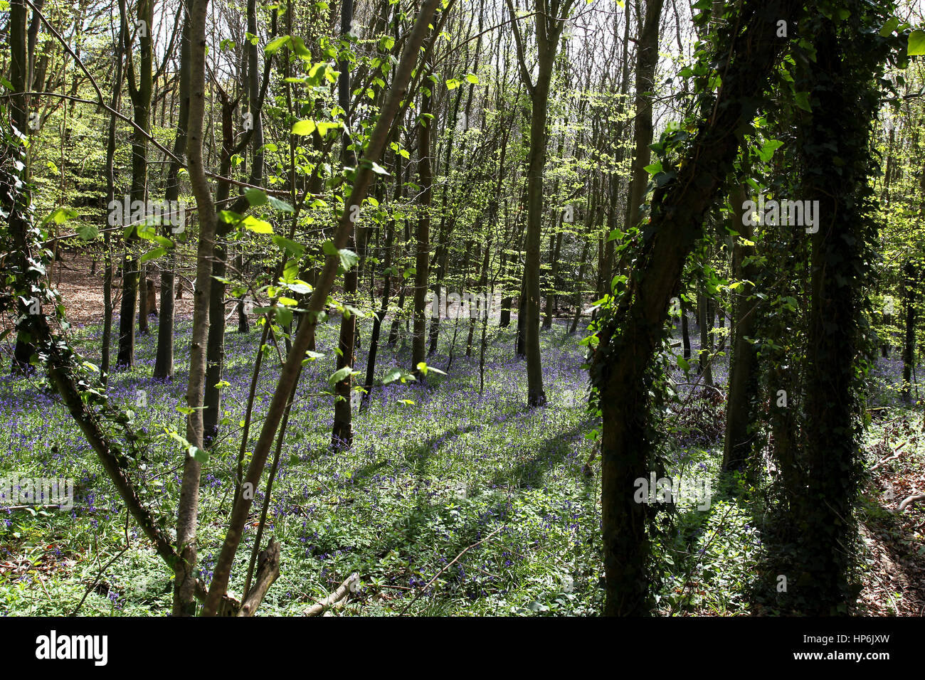 Bluebells pictured in Brandy Hole Lane, a place synonymous with