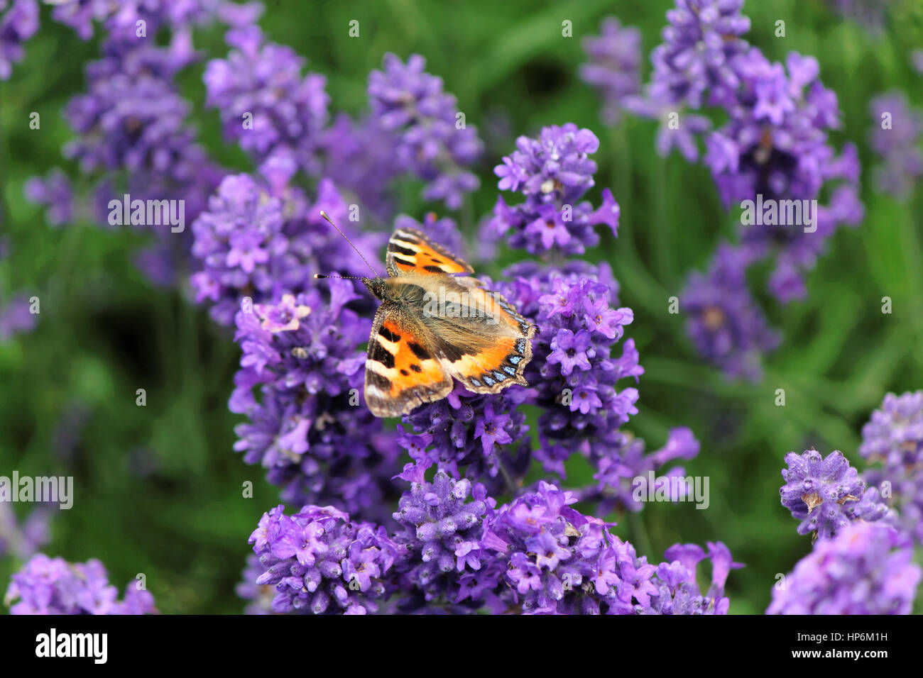 Butterfly on lavender flower Stock Photo Alamy
