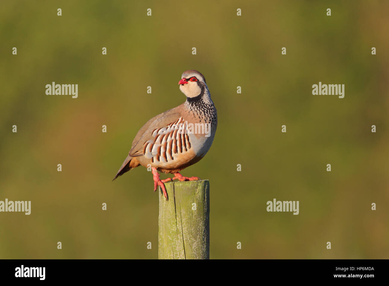 Adult Red-legged Partridge Alectoris rufa perched on a post early in the morning on Suffolk farmland Stock Photo