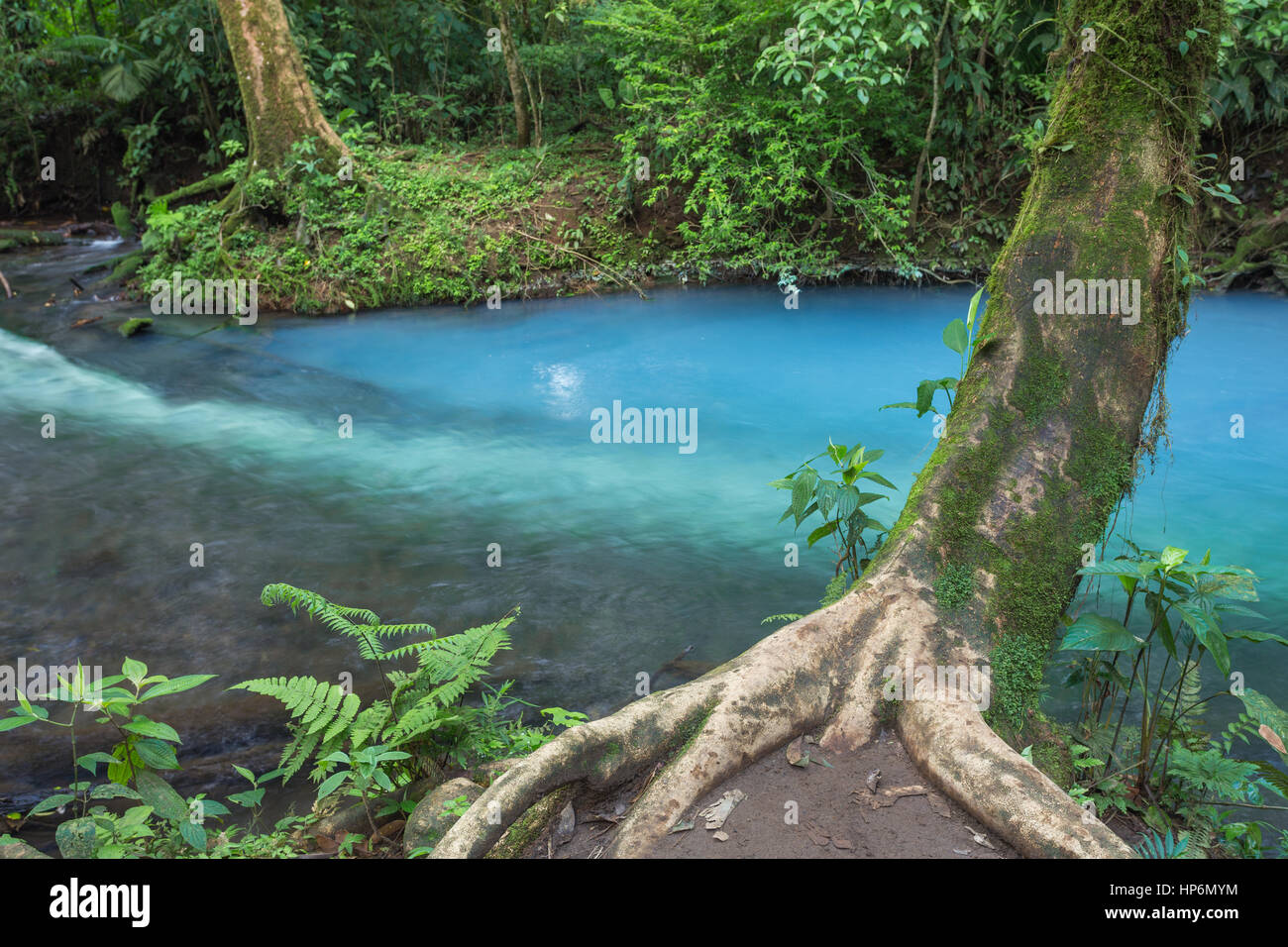 Green forest blue river hi-res stock photography and images - Alamy
