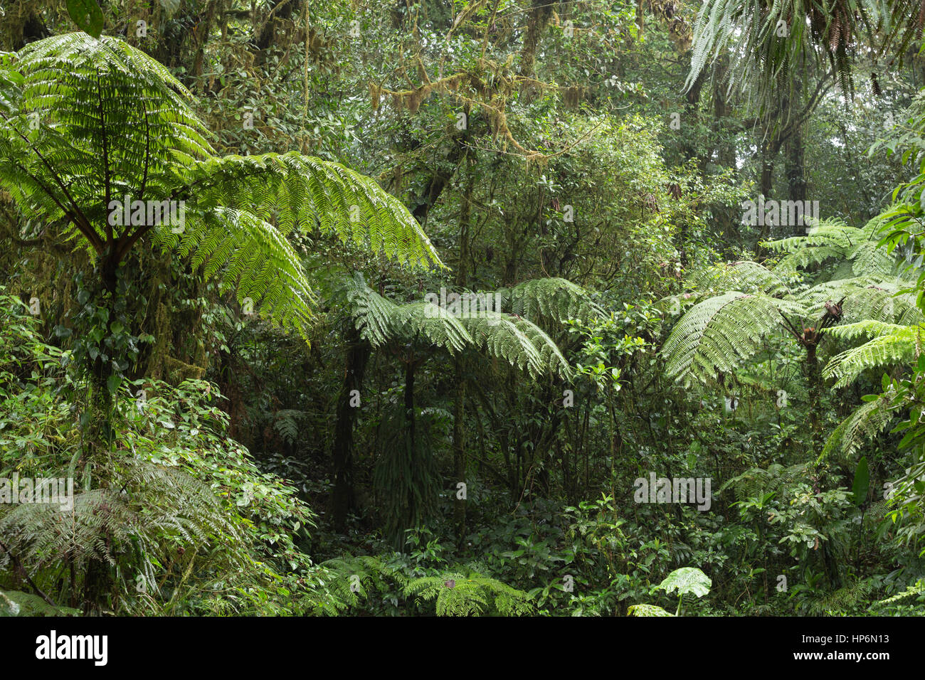 Wild jungle landscape Stock Photo