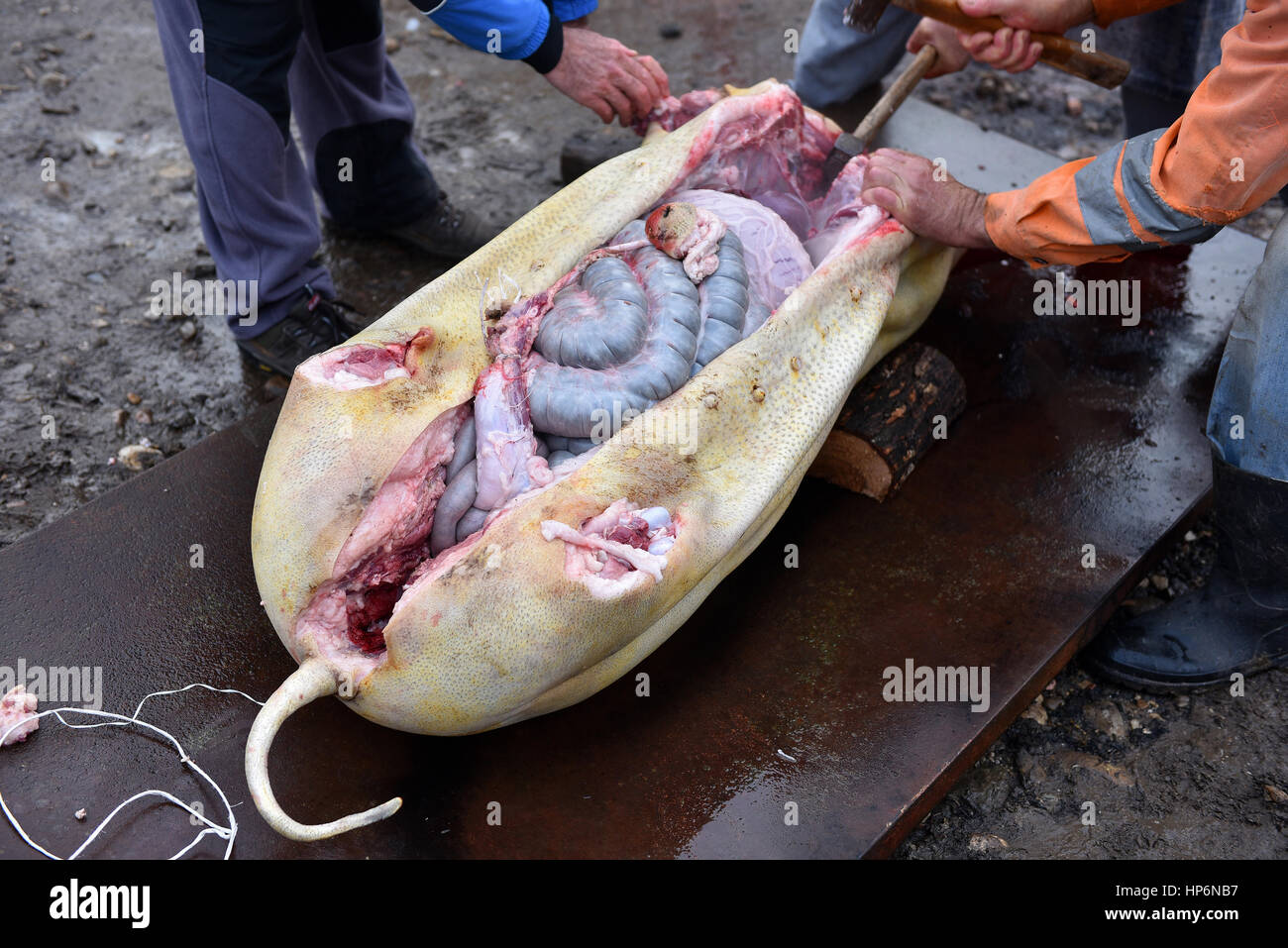 Evisceration. Slaughter cutting off the chitterlings of a pig Stock Photo -  Alamy