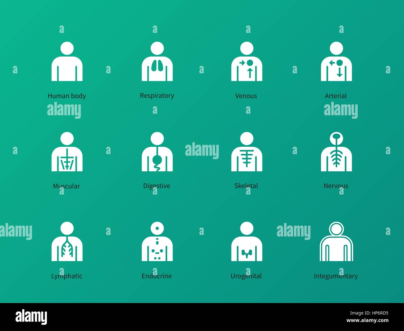 Human body systems hi res stock photography and images Alamy