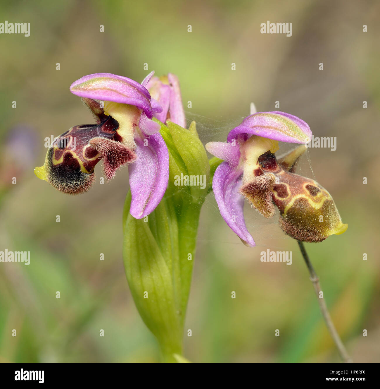 Carmel Ophrys Orchid - Ophrys umbilicata Two flowers Stock Photo