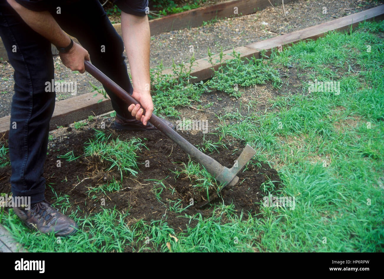 GARDENER PREPARING A NEW GARDEN BED USING A PICK TO TURN OVER THE SOIL Stock Photo Alamy