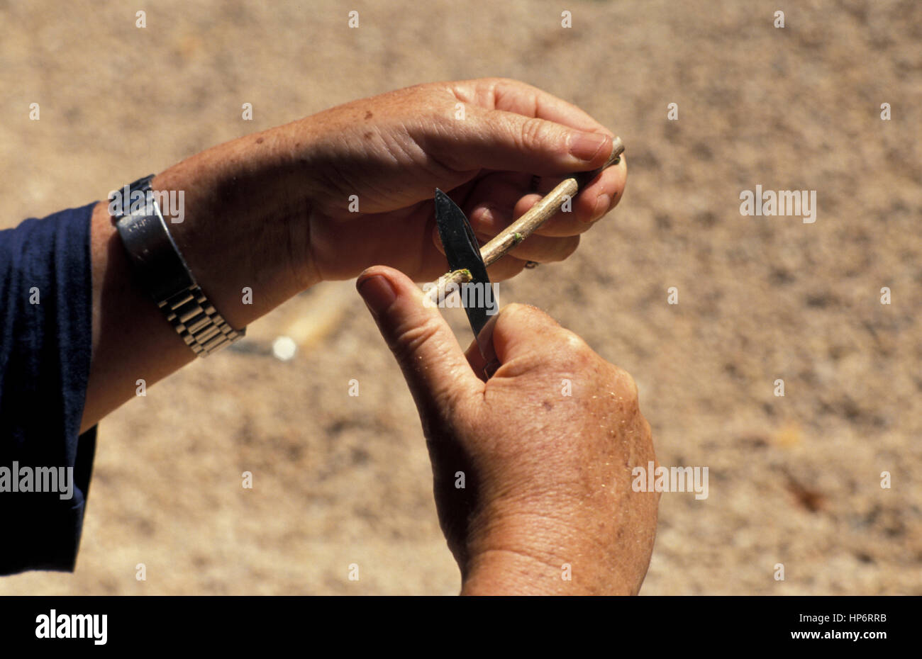 WHIP GRAFTING A PLANT (ALSO CALLED SPLICE OR TONGUE GRAFTING) Stock Photo