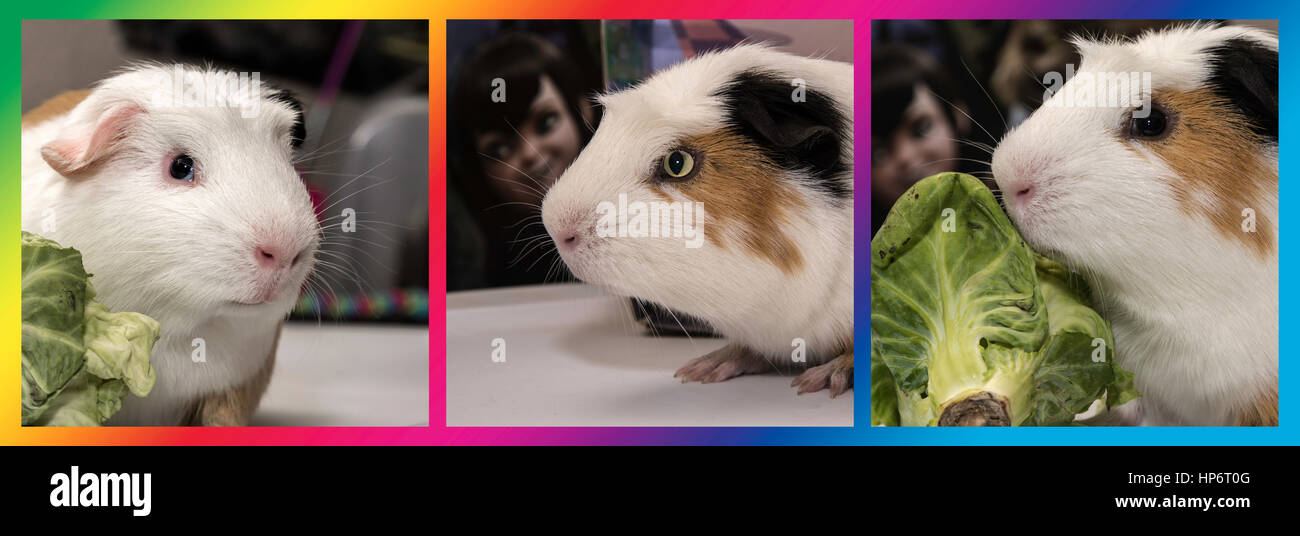 Guinea Pig Collage Stock Photo