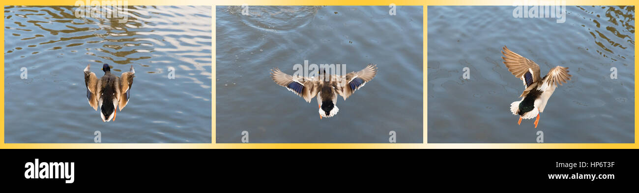 Ducks Flying Over Water Collage Stock Photo