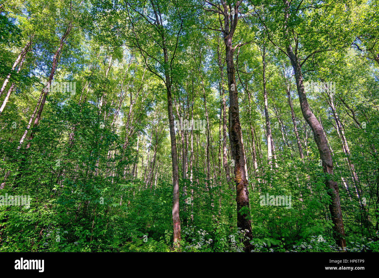 Summer morning in a green forest Stock Photo - Alamy