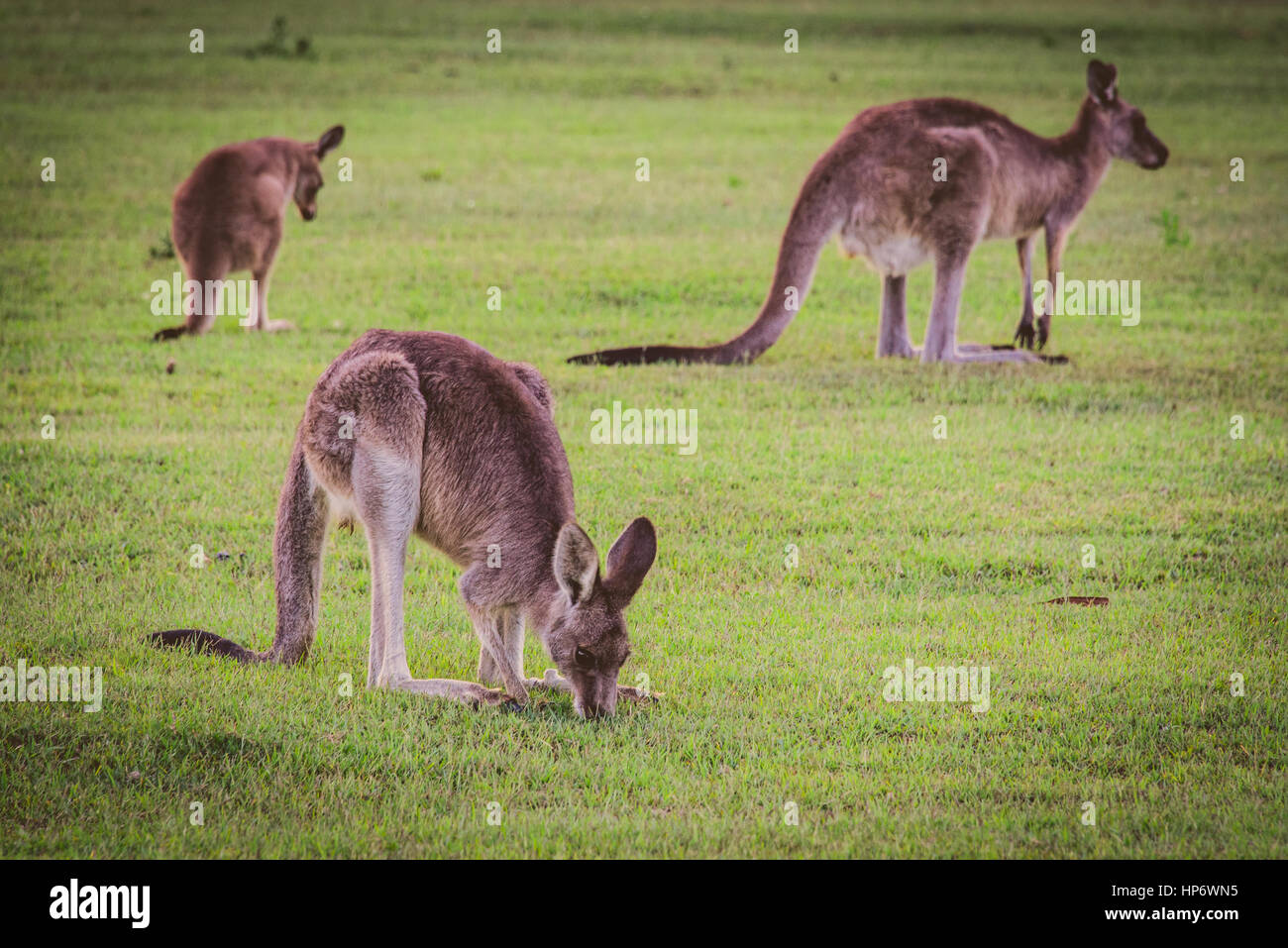 Kangaroos grazing in the wild Stock Photo