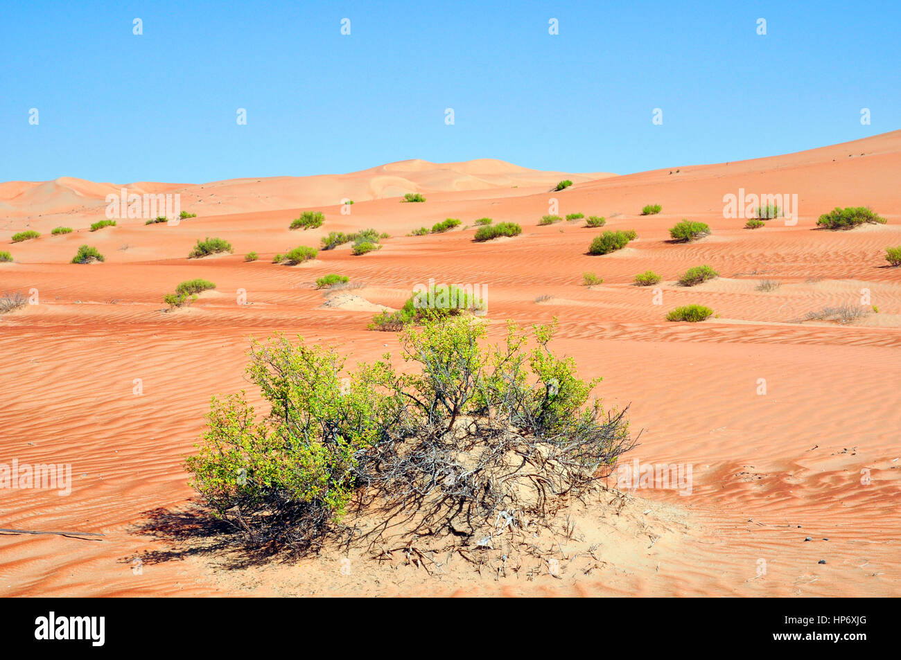 Wind-formed patterns in this collection of sand in the Arabian Desert ...