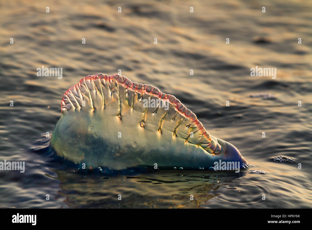 Portuguese man o'war sting hi-res stock photography and images - Alamy