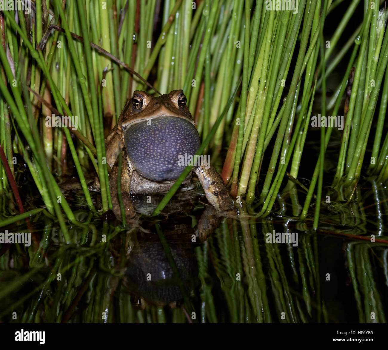 Captured this frog singing for a mate after dark in my Koi Pond. I used