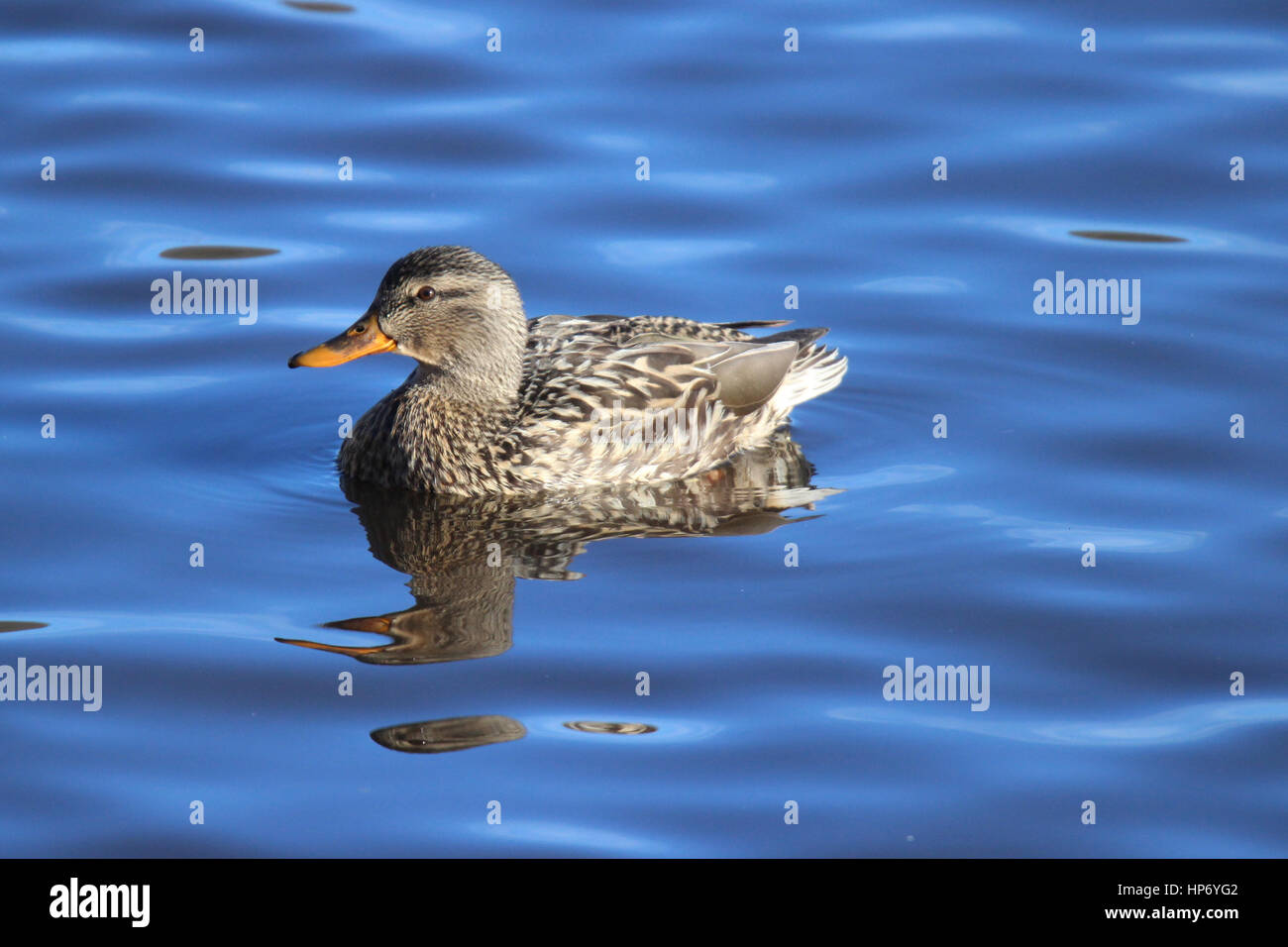 A female mallard duck swimming on a lake Stock Photo