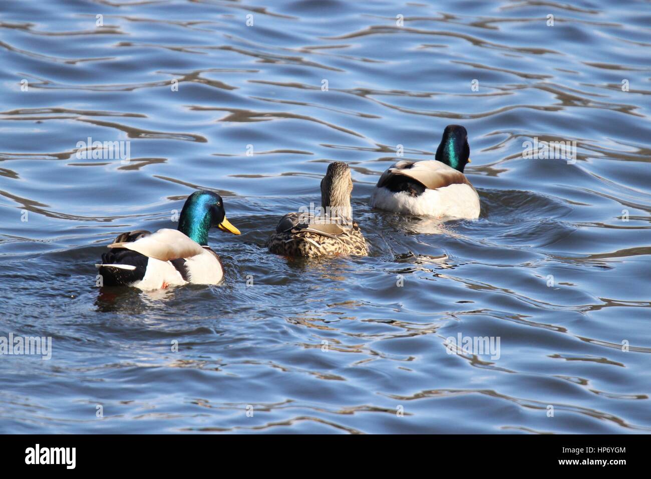 Three mallard ducks swimming together across a pond Stock Photo