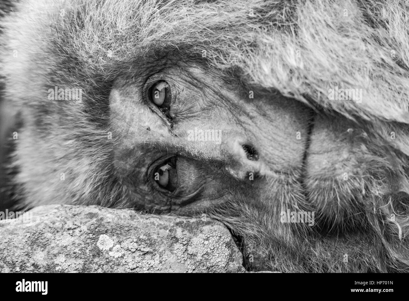 Japanese Macaques (or Snow Monkey's) in and around a hot spring at summer time. Stock Photo