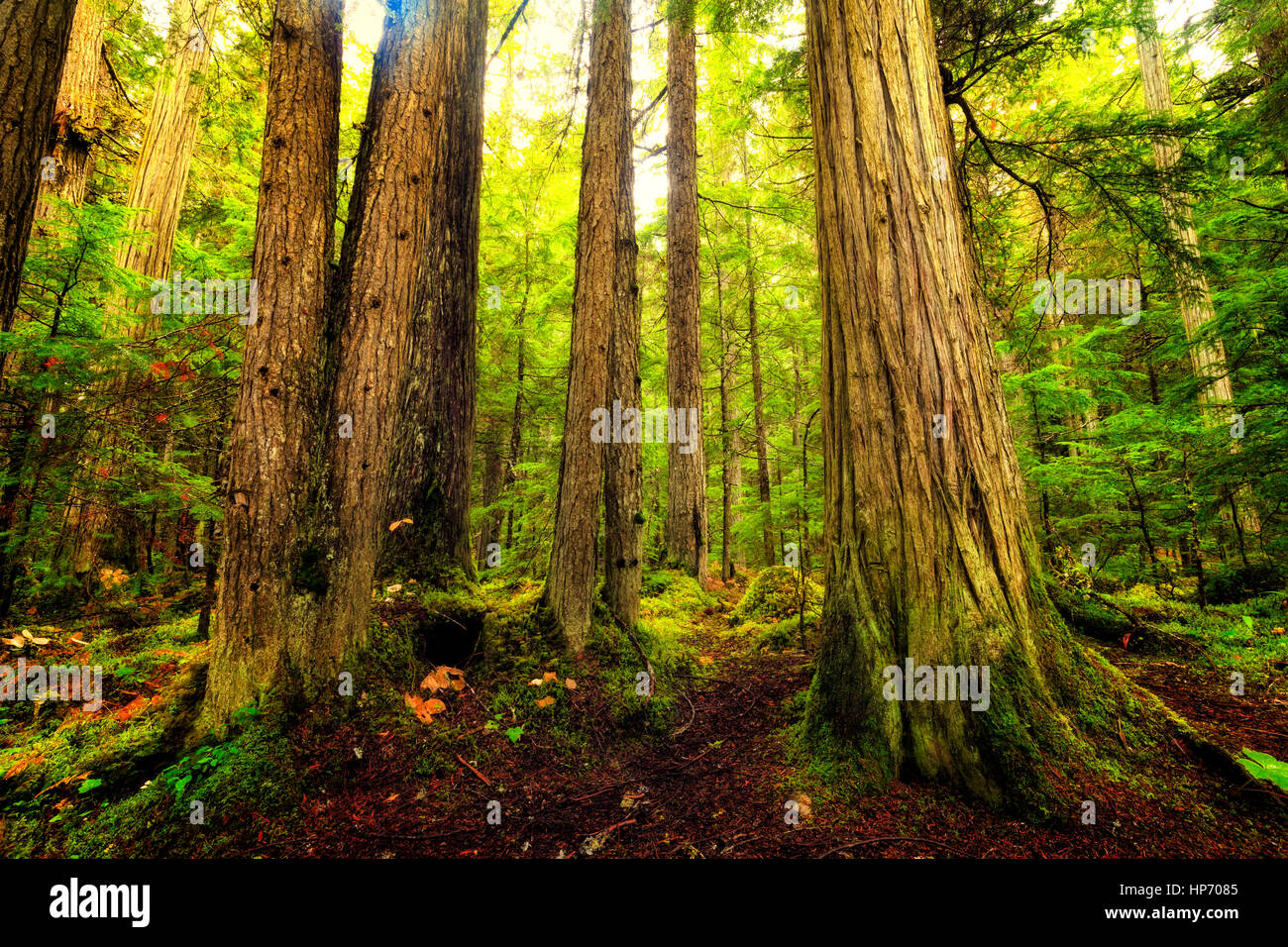 Canadian Old Growth Rain Forest, Mt Robson National Park, British Columbia, Canada Stock Photo