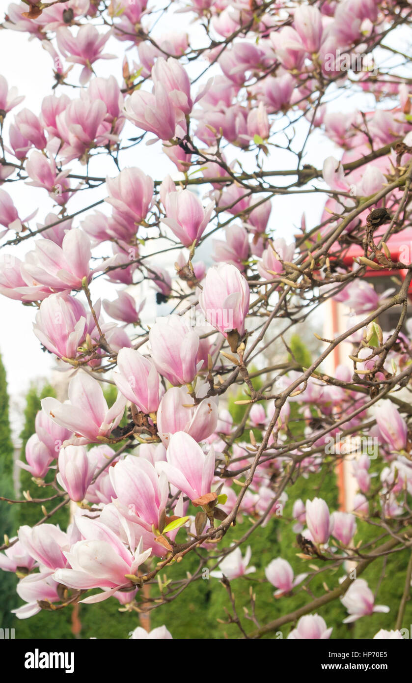 Beautiful magnolia tree blossom hi-res stock photography and images - Alamy