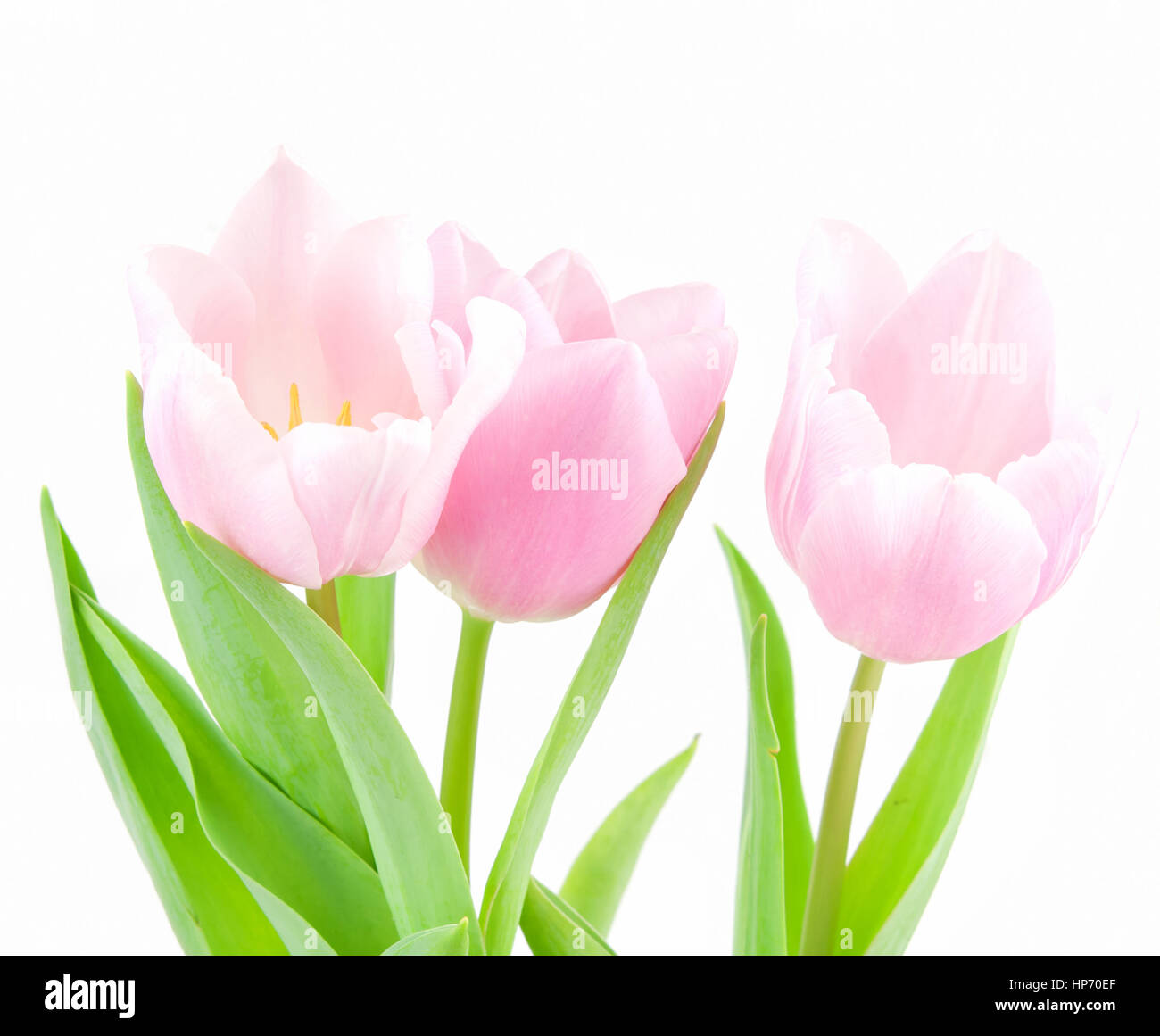 pink tulip isolated on white background Stock Photo - Alamy