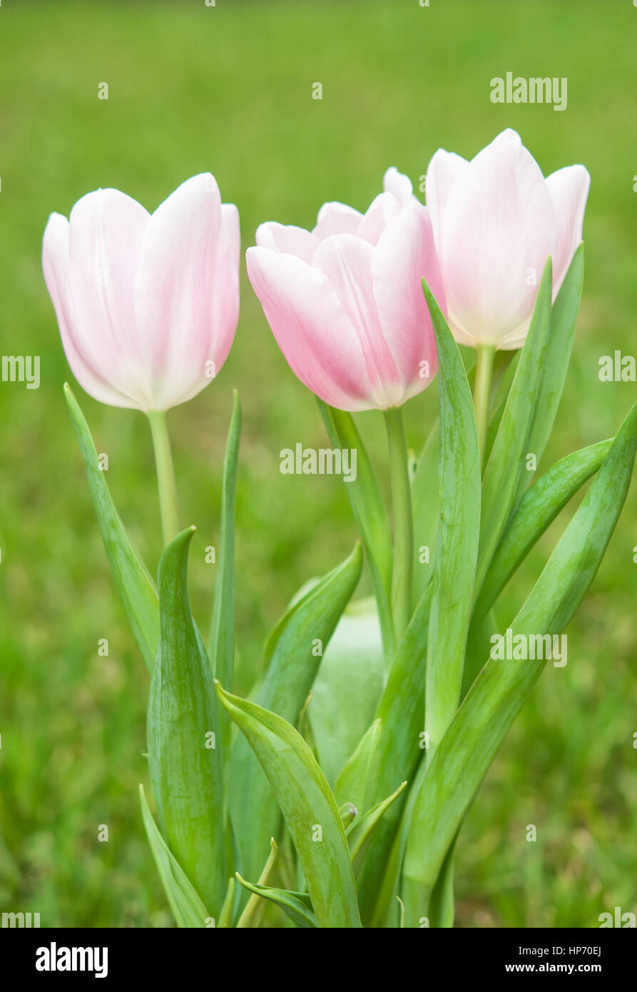 close up photo of pink tulips Stock Photo - Alamy