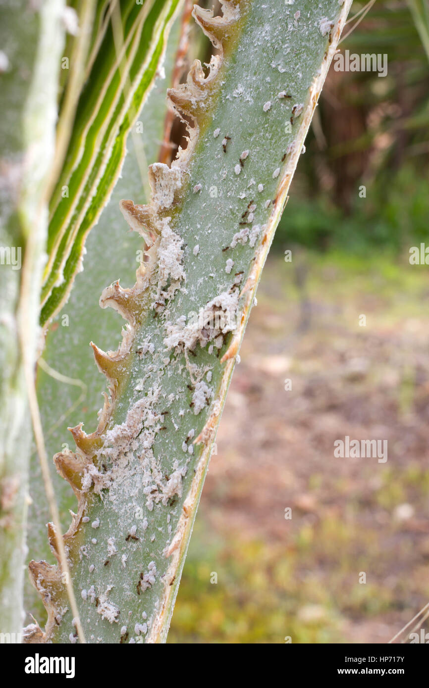 Palm leaves densely covered with scale insects. Mealy mealybug. Thick