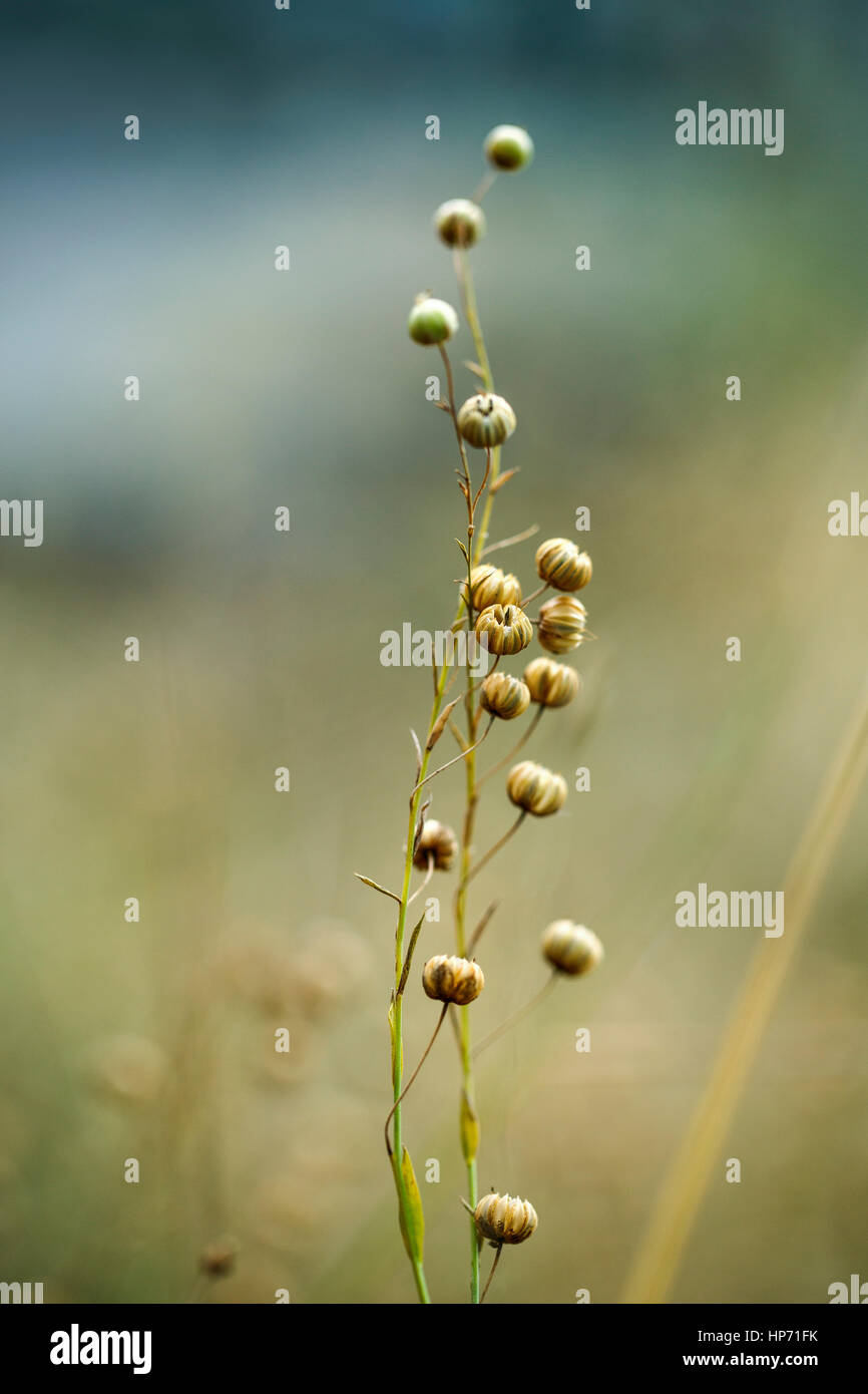 Seed of flower hires stock photography and images Alamy