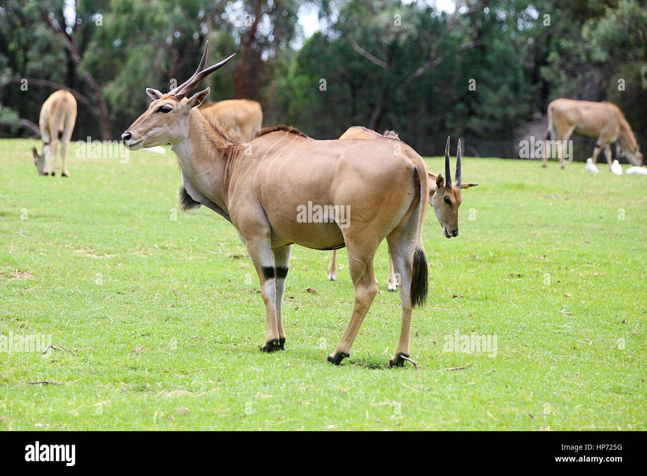 Eland from from Taronga Western Plains Zoo in Dubbo. This city zoo was opened at 1977 and now have more than 97 species. Stock Photo
